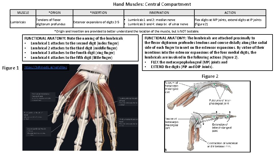 Hand Muscles: Central Compartment MUSCLE Lumbricals *ORIGIN Tendons of flexor digitorum profundus *INSERTION Extensor