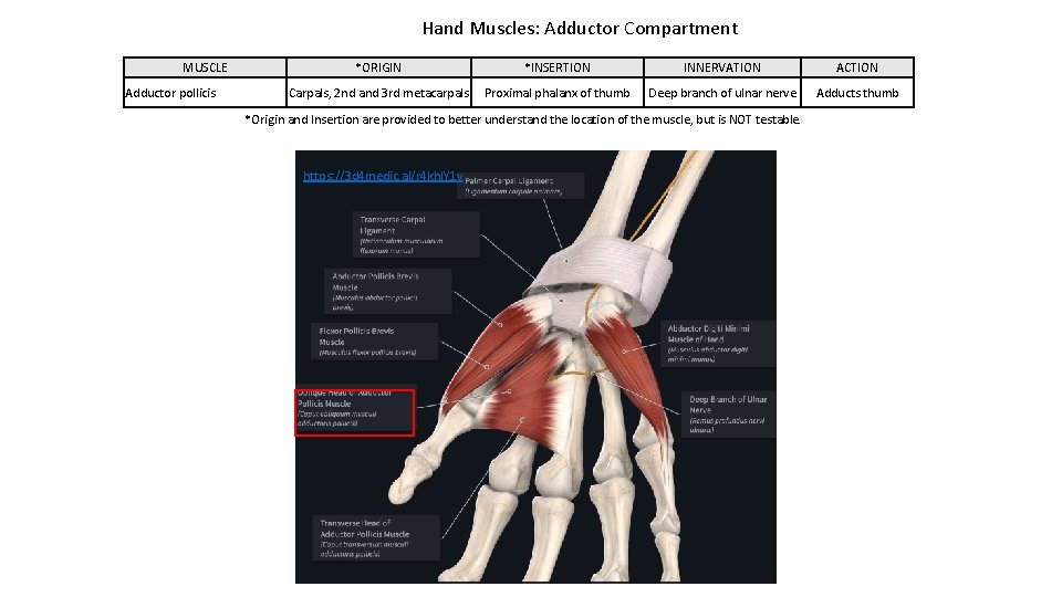 Hand Muscles: Adductor Compartment MUSCLE Adductor pollicis *ORIGIN *INSERTION INNERVATION ACTION Carpals, 2 nd
