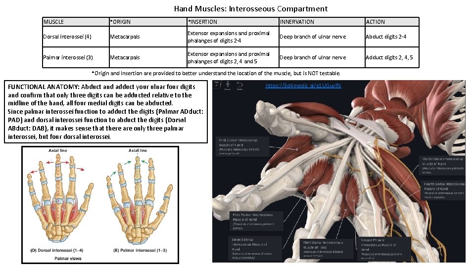 Hand Muscles: Interosseous Compartment MUSCLE *ORIGIN *INSERTION INNERVATION ACTION Dorsal interossei (4) Metacarpals Extensor