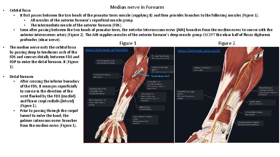 Median nerve in Forearm • Cubital fossa • It first passes between the two