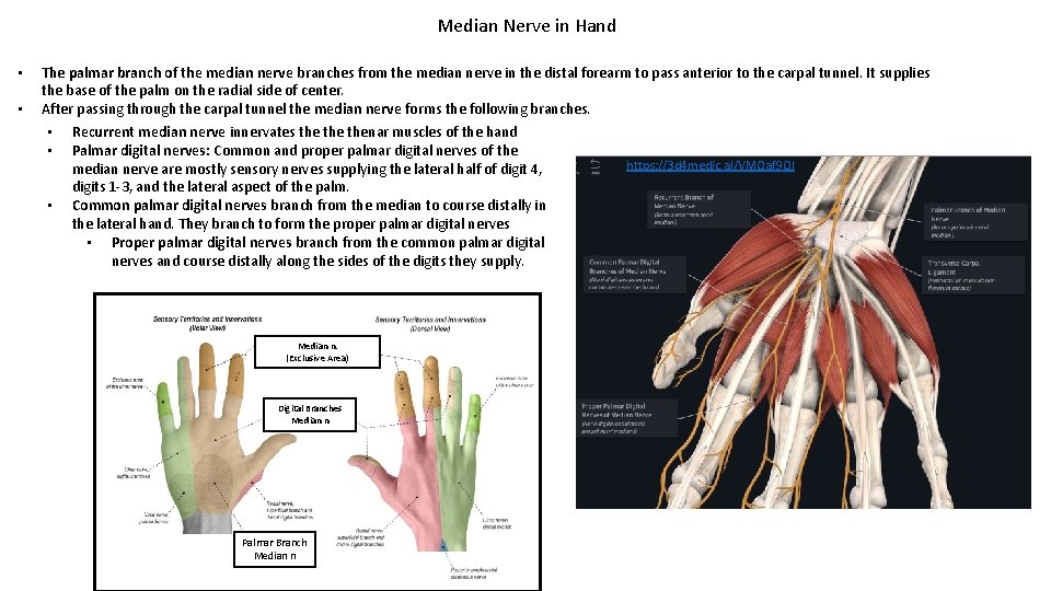 Median Nerve in Hand • • The palmar branch of the median nerve branches