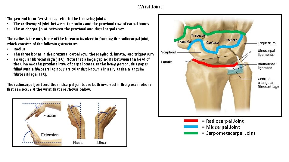 Wrist Joint The general term “wrist” may refer to the following joints. • The