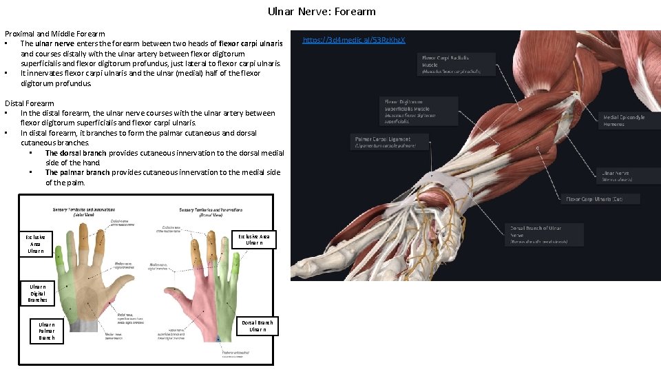 Ulnar Nerve: Forearm Proximal and Middle Forearm • The ulnar nerve enters the forearm