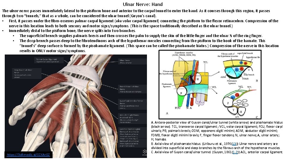 Ulnar Nerve: Hand The ulnar nerve passes immediately lateral to the pisiform bone and