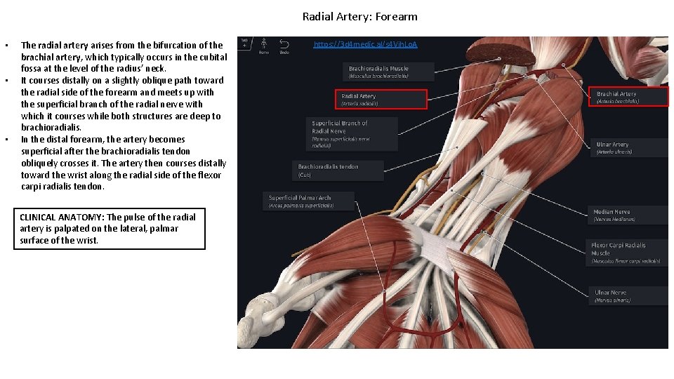 Radial Artery: Forearm • • • The radial artery arises from the bifurcation of