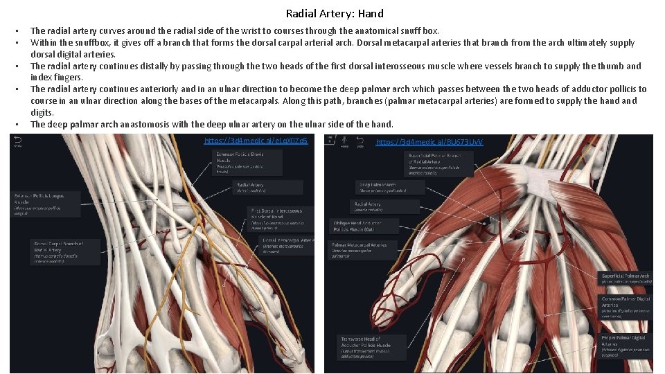 Radial Artery: Hand • • • The radial artery curves around the radial side