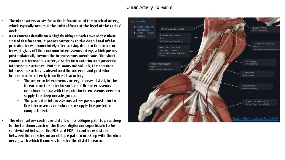 Ulnar Artery Forearm • • • The ulnar artery arises from the bifurcation of