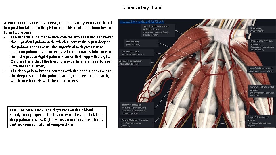Ulnar Artery: Hand Accompanied by the ulnar nerve, the ulnar artery enters the hand