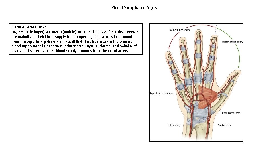 Blood Supply to Digits CLINICAL ANATOMY: Digits 5 (little finger), 4 (ring), 3 (middle)