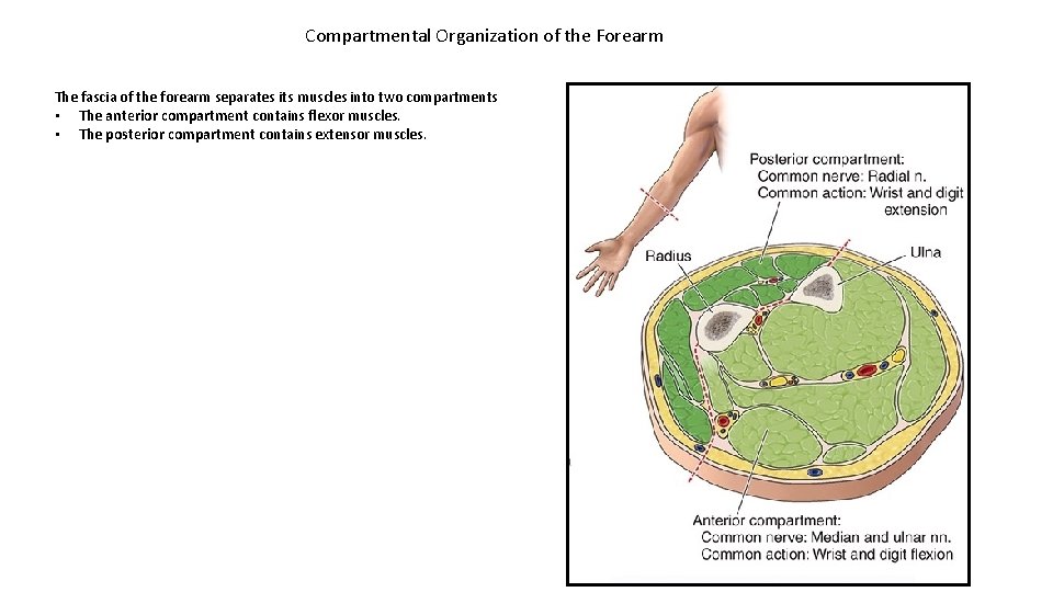 Compartmental Organization of the Forearm The fascia of the forearm separates its muscles into