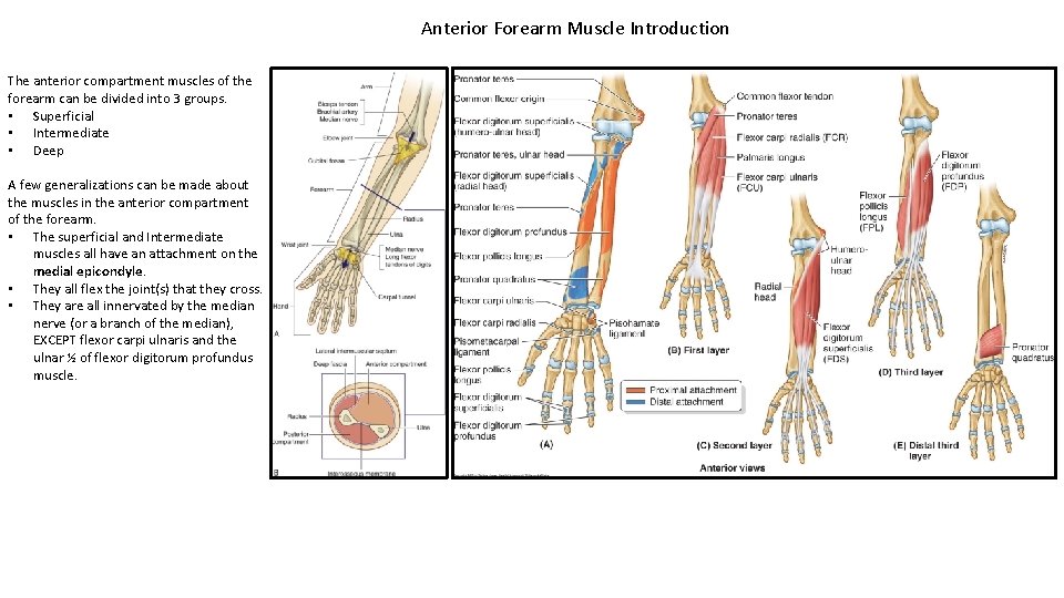 Anterior Forearm Muscle Introduction The anterior compartment muscles of the forearm can be divided