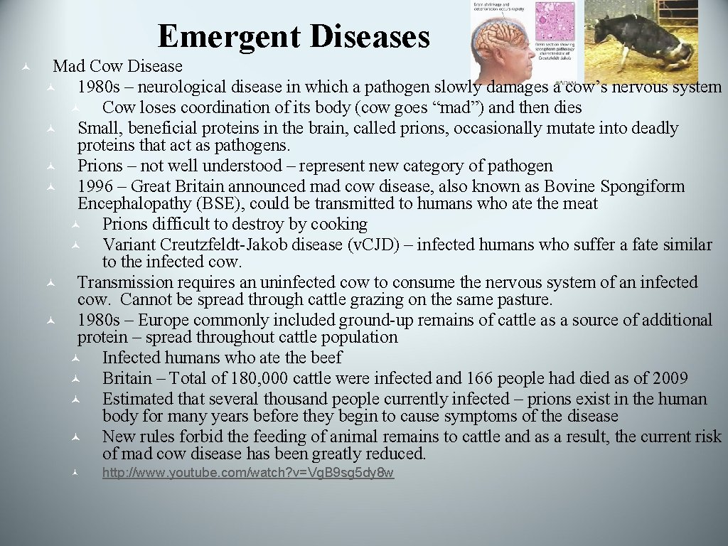 Emergent Diseases © Mad Cow Disease © 1980 s – neurological disease in which