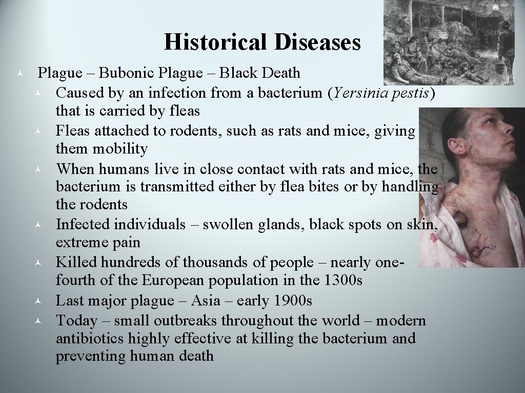 Historical Diseases © Plague – Bubonic Plague – Black Death © Caused by an