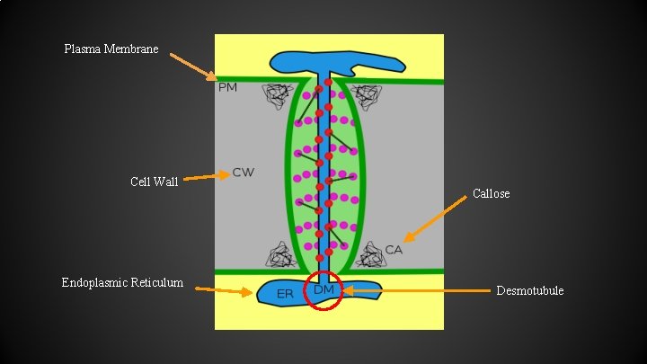 Plasma Membrane Cell Wall Endoplasmic Reticulum Callose Desmotubule Plasma Membrane Cell Wall Endoplasmic Reticulum Callose Desmotubule