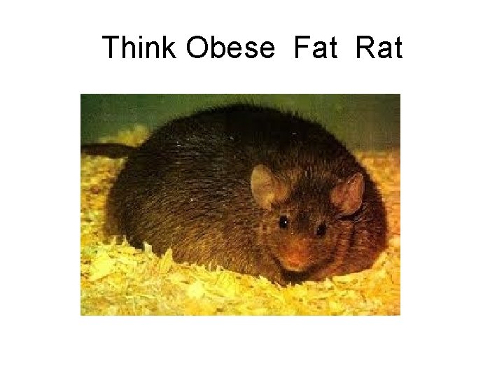Think Obese Fat Rat 