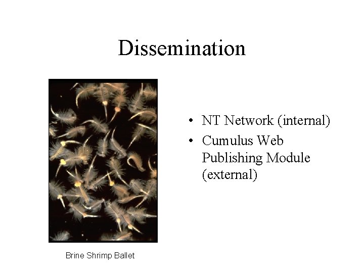 Dissemination • NT Network (internal) • Cumulus Web Publishing Module (external) Brine Shrimp Ballet