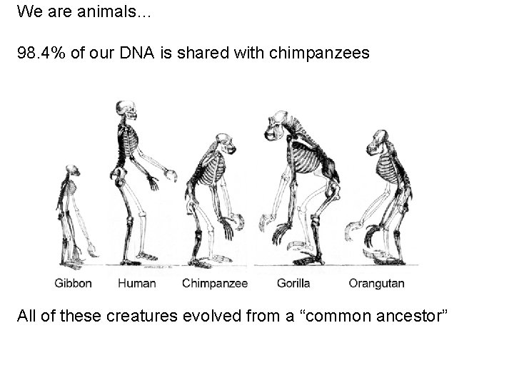 We are animals… 98. 4% of our DNA is shared with chimpanzees All of