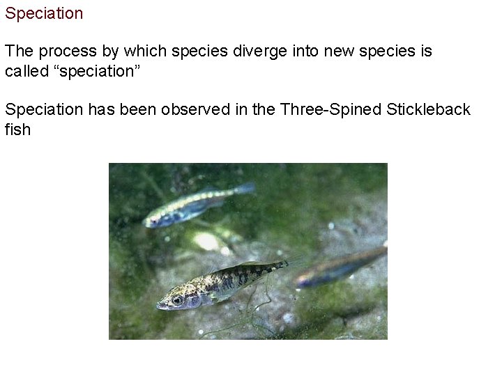 Speciation The process by which species diverge into new species is called “speciation” Speciation