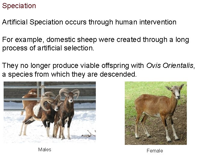 Speciation Artificial Speciation occurs through human intervention For example, domestic sheep were created through