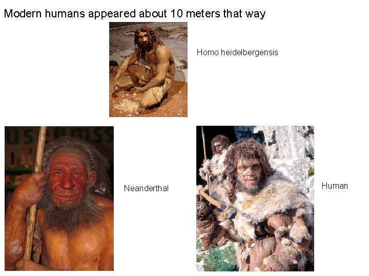 Modern humans appeared about 10 meters that way Homo heidelbergensis Neanderthal Human 