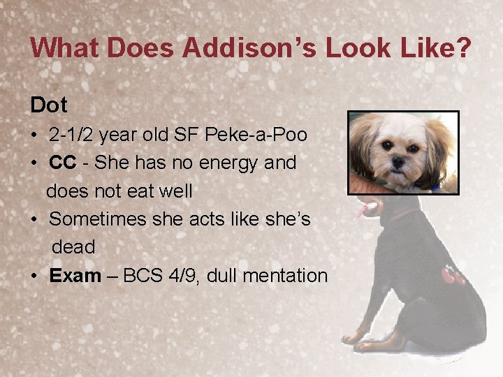 What Does Addison’s Look Like? Dot • 2 -1/2 year old SF Peke-a-Poo •