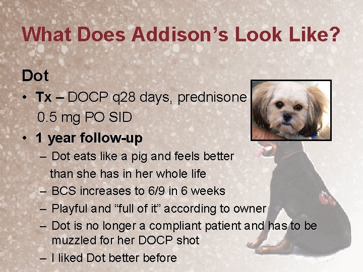 What Does Addison’s Look Like? Dot • Tx – DOCP q 28 days, prednisone