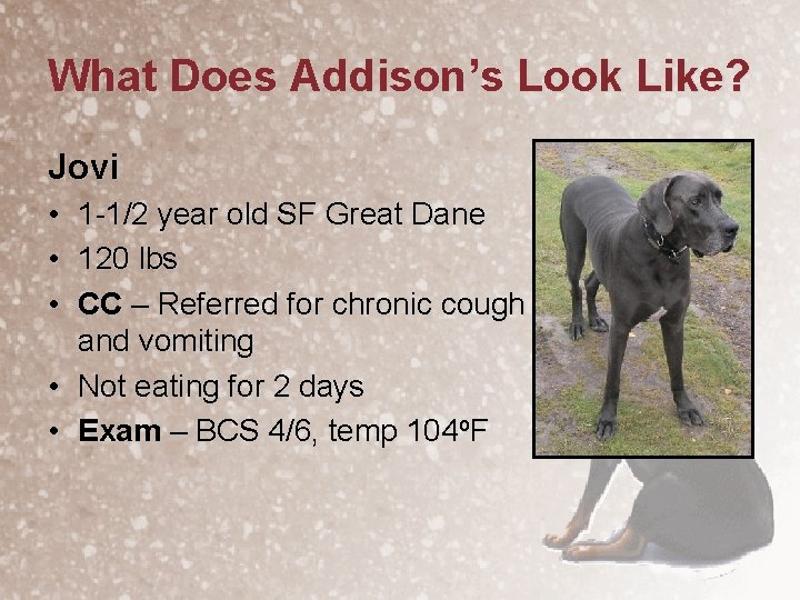 What Does Addison’s Look Like? Jovi • 1 -1/2 year old SF Great Dane