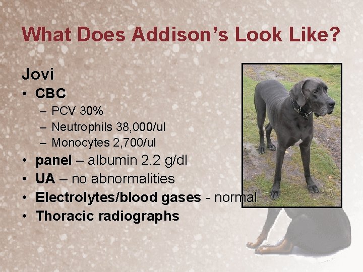 What Does Addison’s Look Like? Jovi • CBC – – – • • PCV