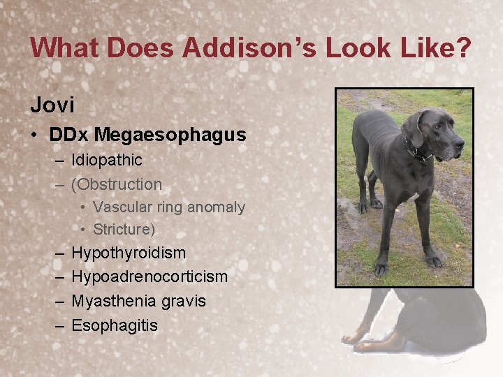 What Does Addison’s Look Like? Jovi • DDx Megaesophagus – Idiopathic – (Obstruction •