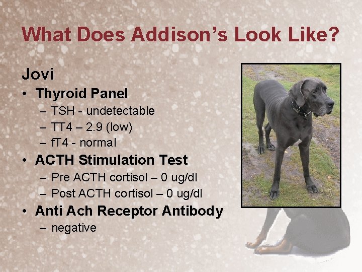 What Does Addison’s Look Like? Jovi • Thyroid Panel – – – TSH -