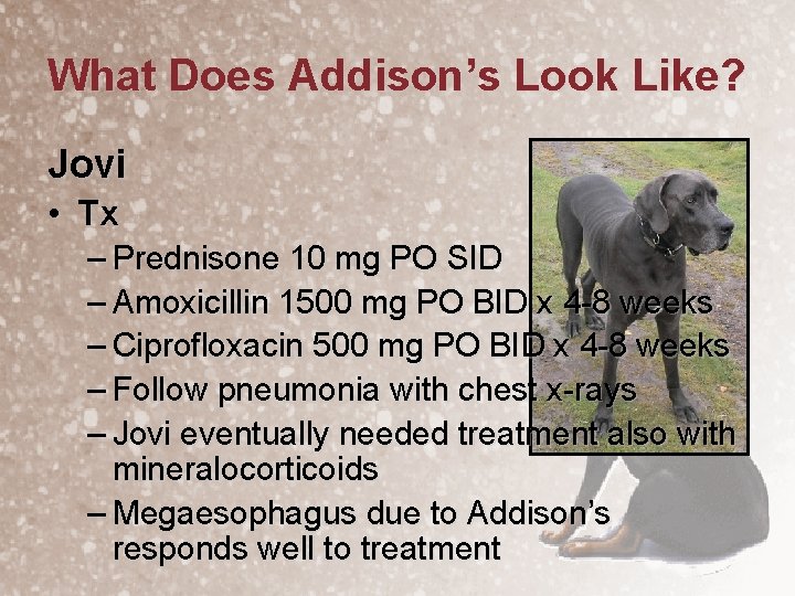 What Does Addison’s Look Like? Jovi • Tx – Prednisone 10 mg PO SID