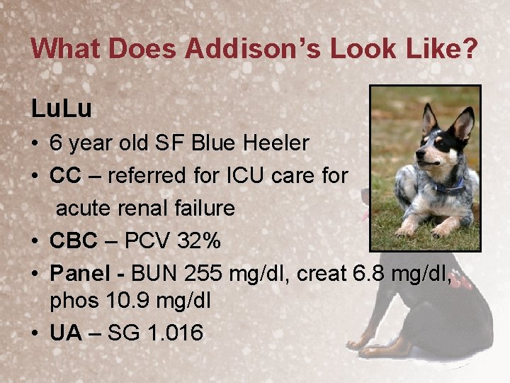 What Does Addison’s Look Like? Lu. Lu • 6 year old SF Blue Heeler