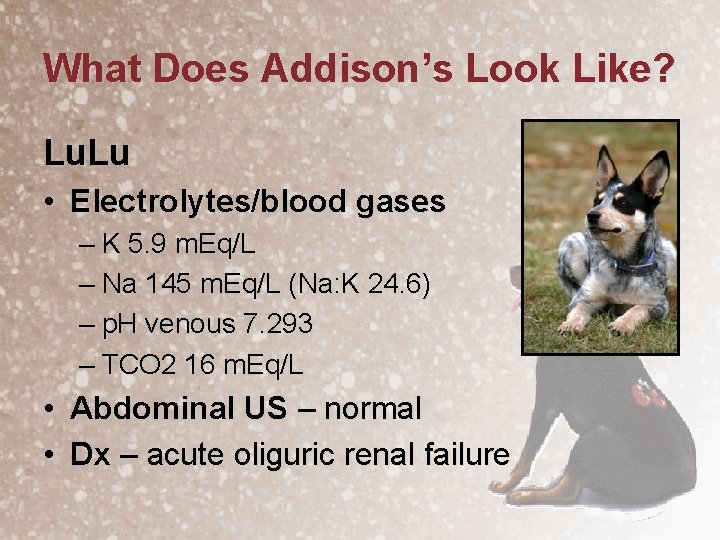 What Does Addison’s Look Like? Lu. Lu • Electrolytes/blood gases – K 5. 9