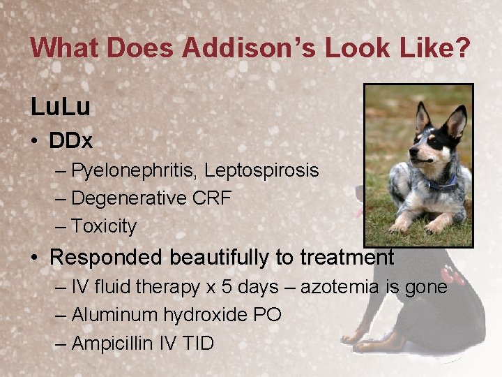 What Does Addison’s Look Like? Lu. Lu • DDx – Pyelonephritis, Leptospirosis – Degenerative