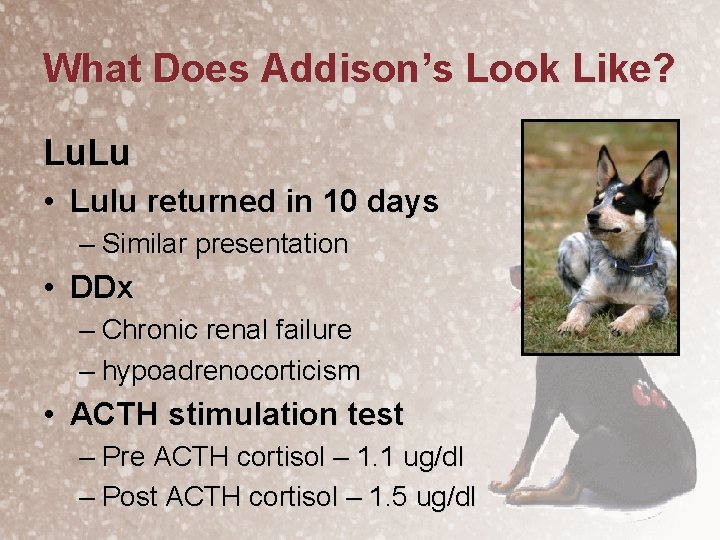 What Does Addison’s Look Like? Lu. Lu • Lulu returned in 10 days –