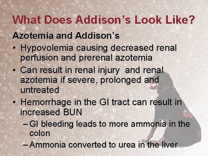 What Does Addison’s Look Like? Azotemia and Addison’s • Hypovolemia causing decreased renal perfusion