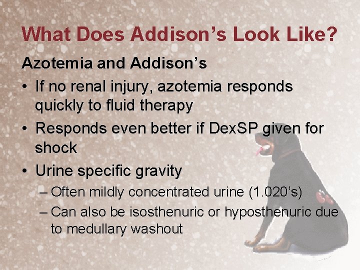 What Does Addison’s Look Like? Azotemia and Addison’s • If no renal injury, azotemia