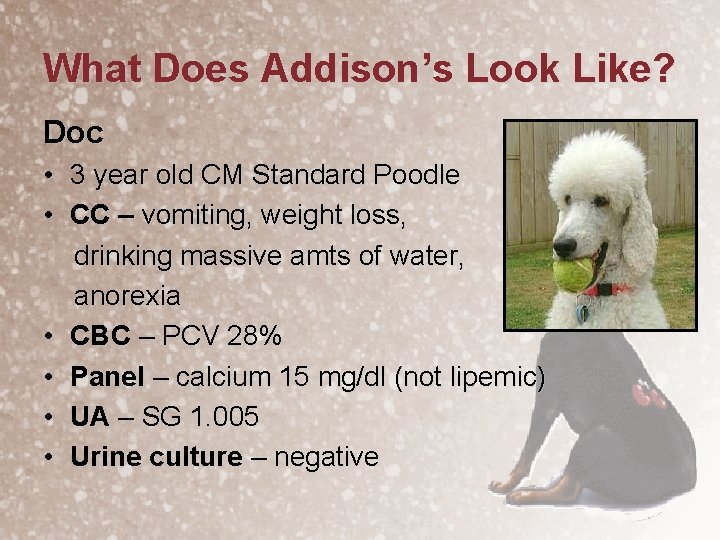 What Does Addison’s Look Like? Doc • 3 year old CM Standard Poodle •