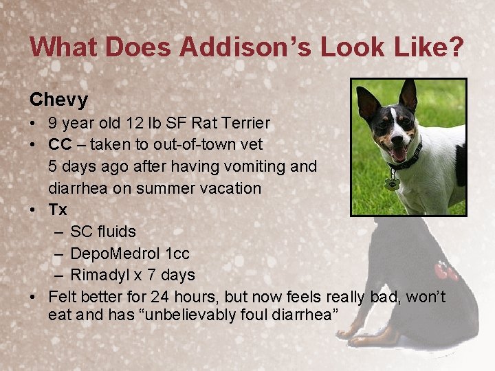 What Does Addison’s Look Like? Chevy • 9 year old 12 lb SF Rat