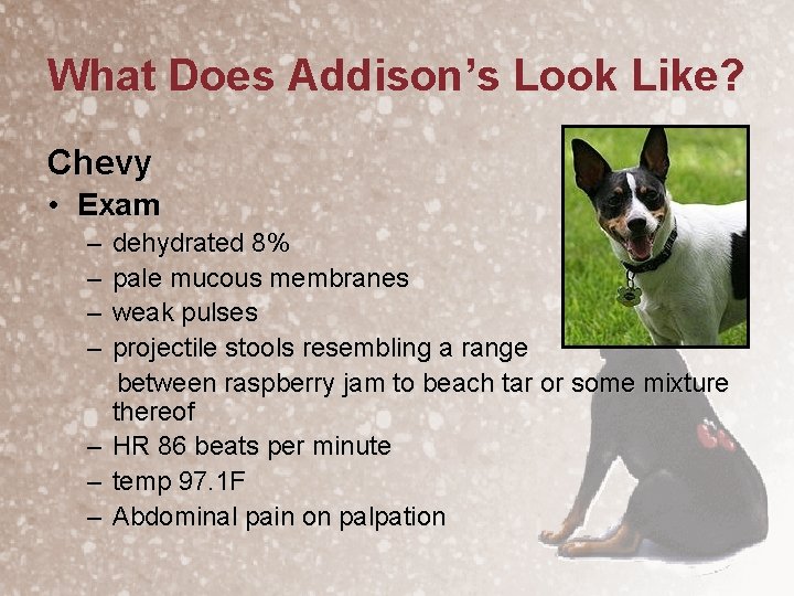 What Does Addison’s Look Like? Chevy • Exam – – – – dehydrated 8%