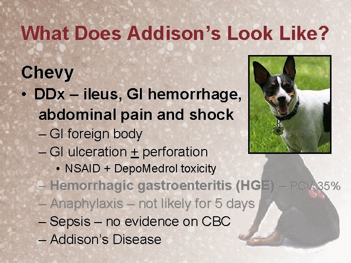 What Does Addison’s Look Like? Chevy • DDx – ileus, GI hemorrhage, abdominal pain