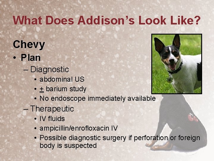 What Does Addison’s Look Like? Chevy • Plan – Diagnostic • abdominal US •