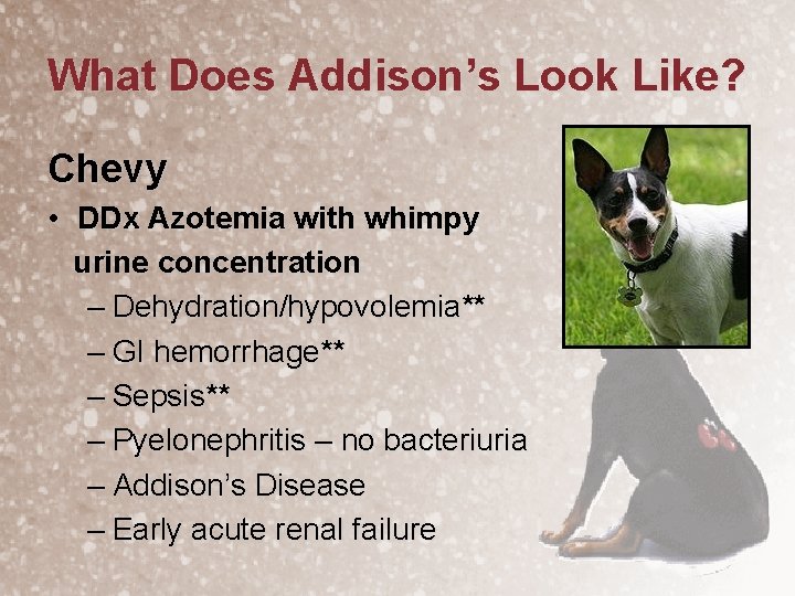 What Does Addison’s Look Like? Chevy • DDx Azotemia with whimpy urine concentration –