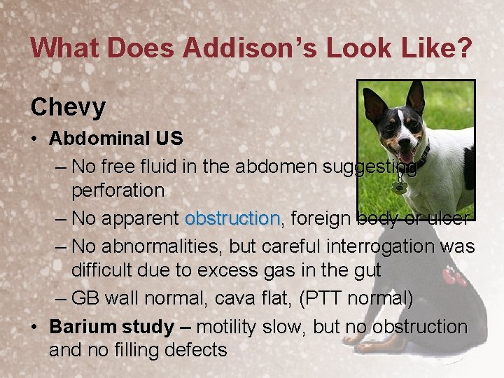 What Does Addison’s Look Like? Chevy • Abdominal US – No free fluid in