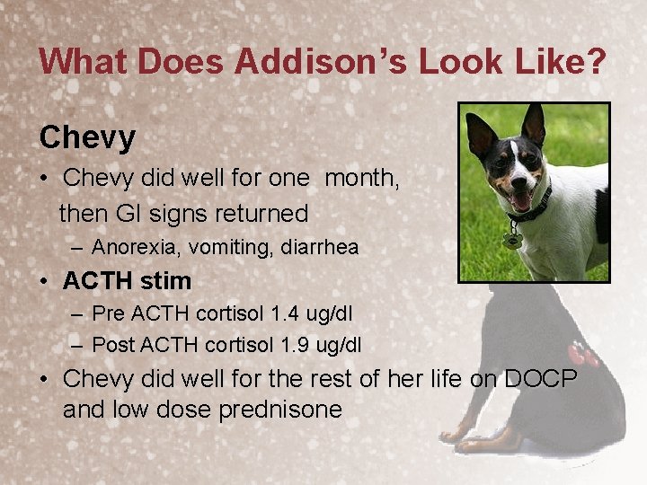 What Does Addison’s Look Like? Chevy • Chevy did well for one month, then