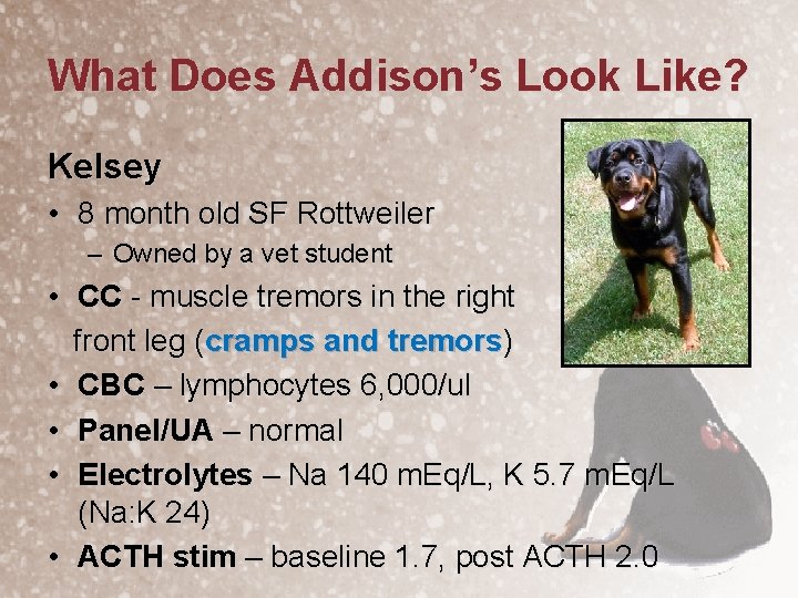 What Does Addison’s Look Like? Kelsey • 8 month old SF Rottweiler – Owned