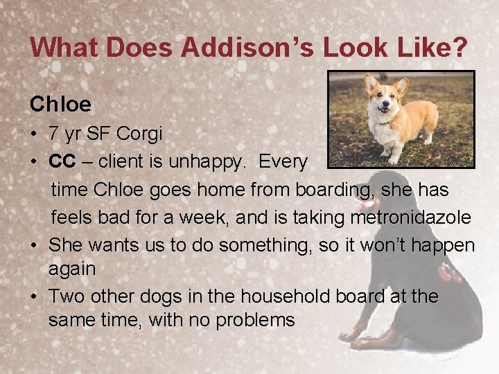 What Does Addison’s Look Like? Chloe • 7 yr SF Corgi • CC –