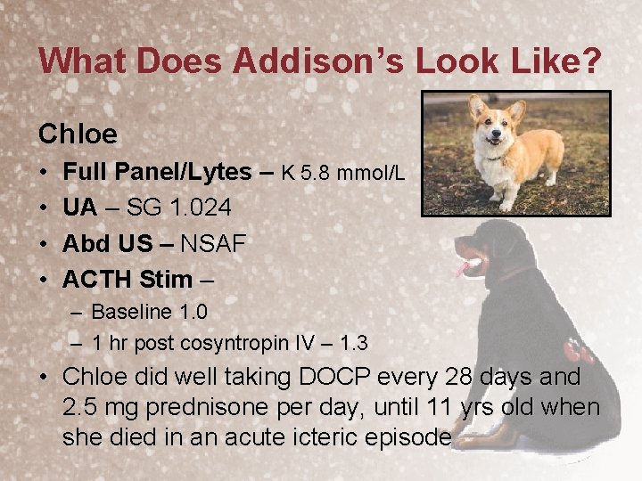 What Does Addison’s Look Like? Chloe • • Full Panel/Lytes – K 5. 8