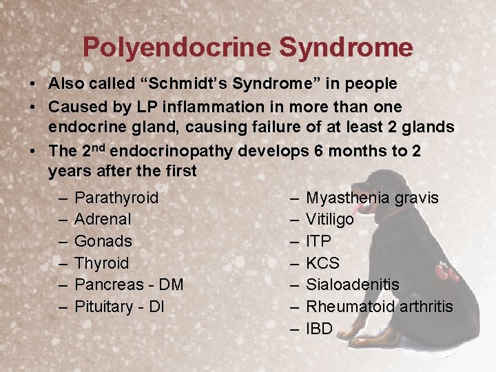 Polyendocrine Syndrome • Also called “Schmidt’s Syndrome” in people • Caused by LP inflammation