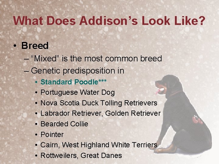 What Does Addison’s Look Like? • Breed – “Mixed” is the most common breed